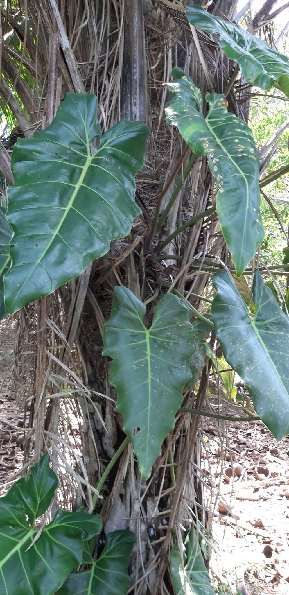 Sivun Philodendron maximum K. Krause kuva