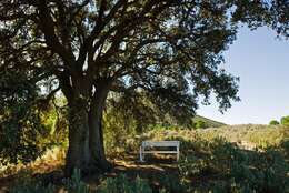 Image of Holm Oak