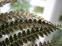 Image of Australian Tree Fern