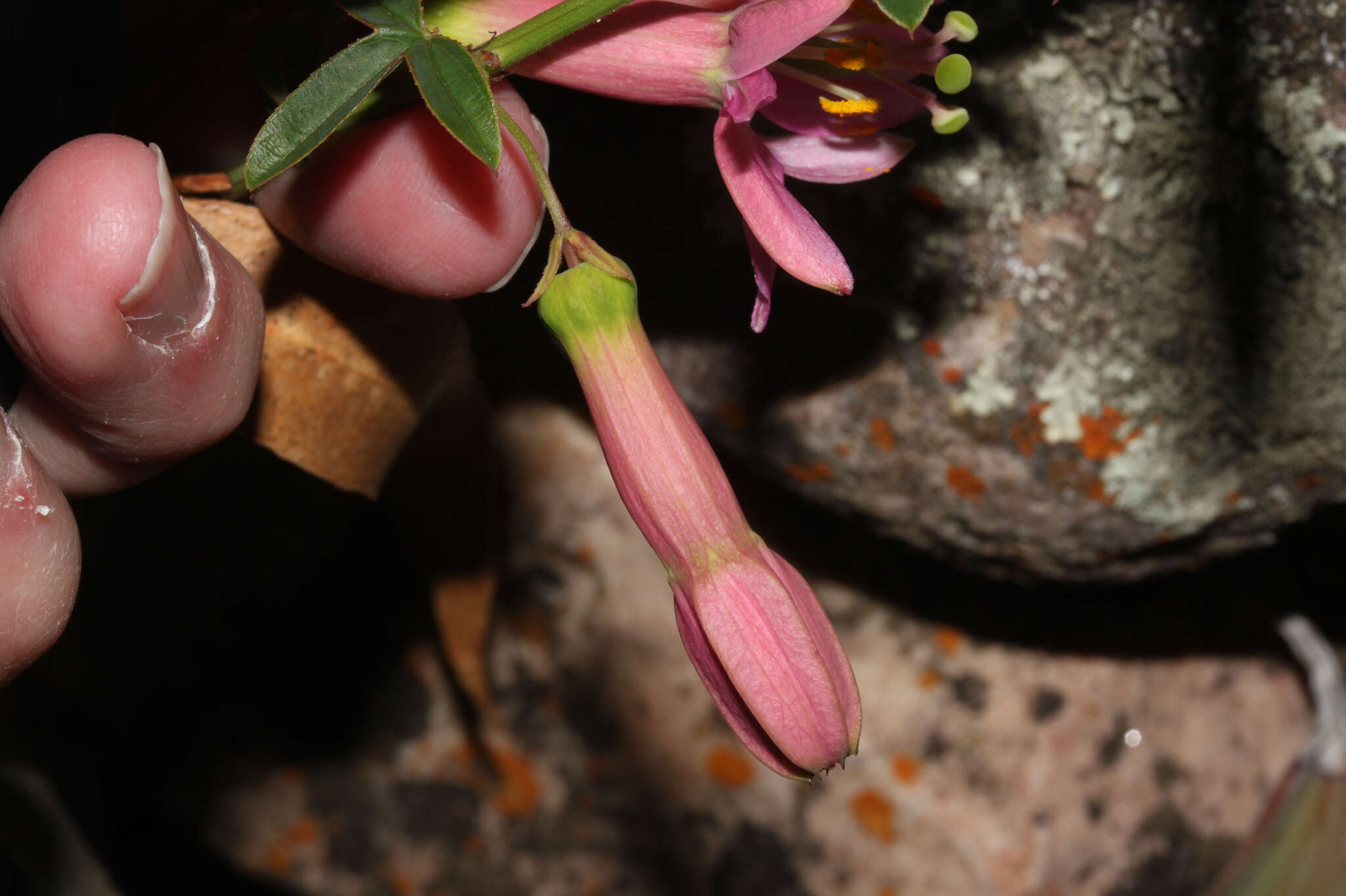 Plancia ëd Passiflora gracilens (A. Gray) Harms