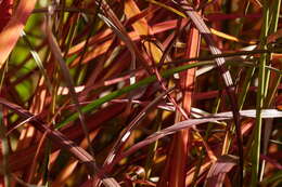 Imagem de Miscanthus sinensis Andersson