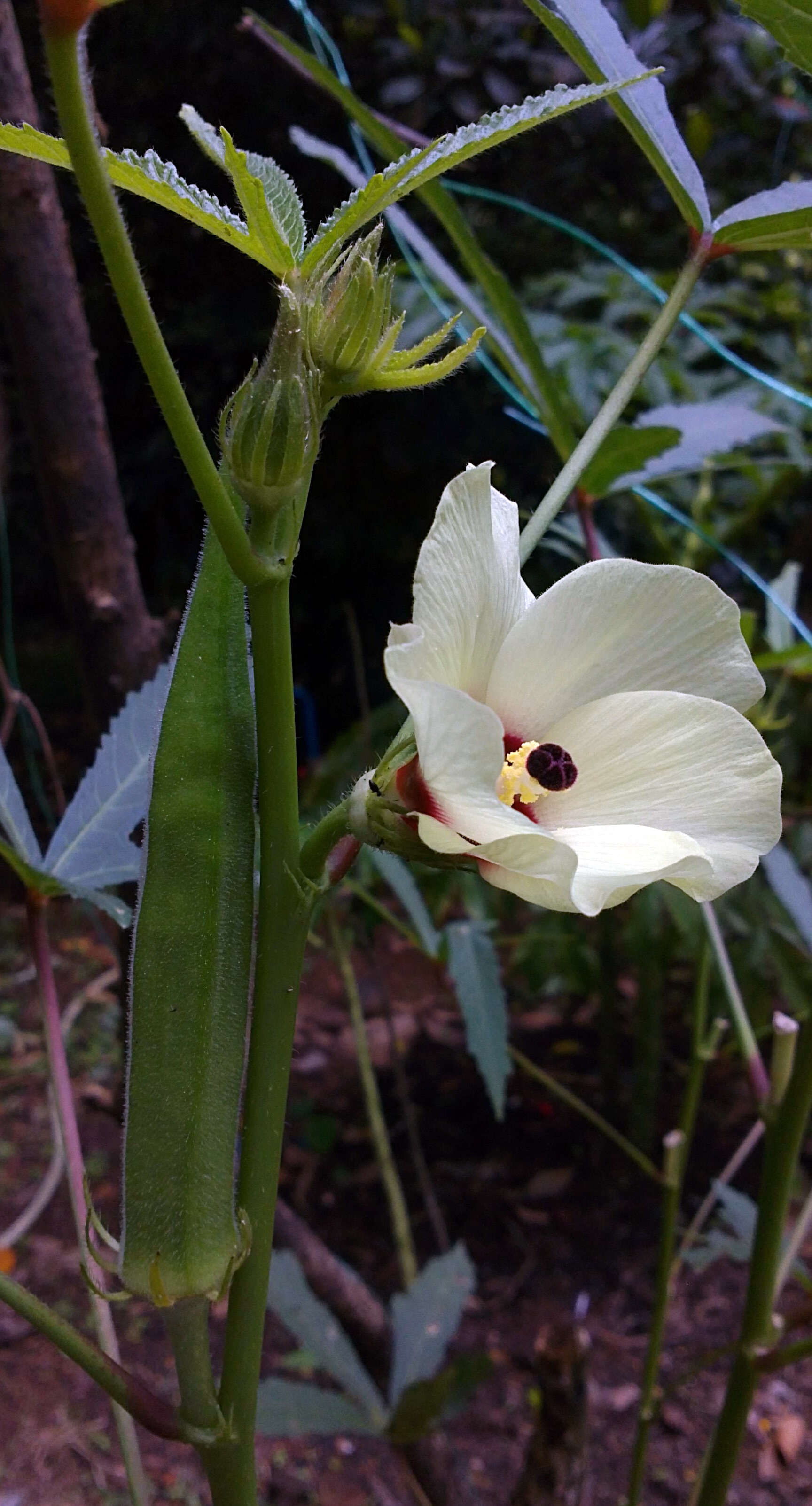 Image of okra