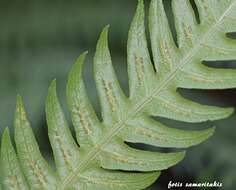 Image of rooting chainfern