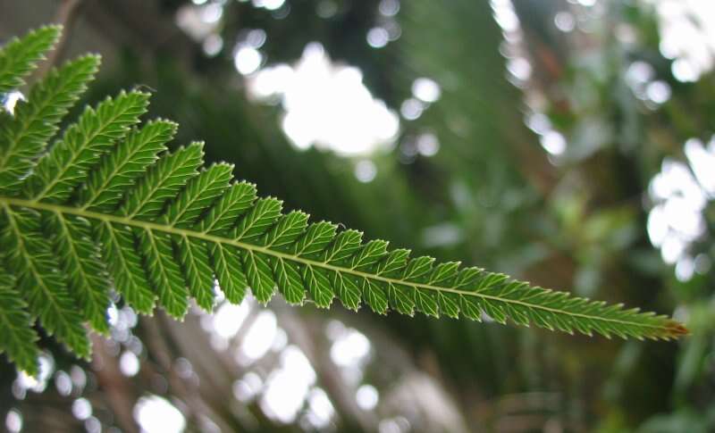 Image of Australian Tree Fern