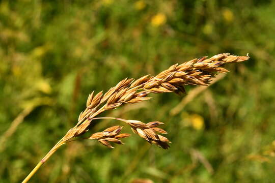 Image of Festuca paniculata (L.) Schinz & Thell.