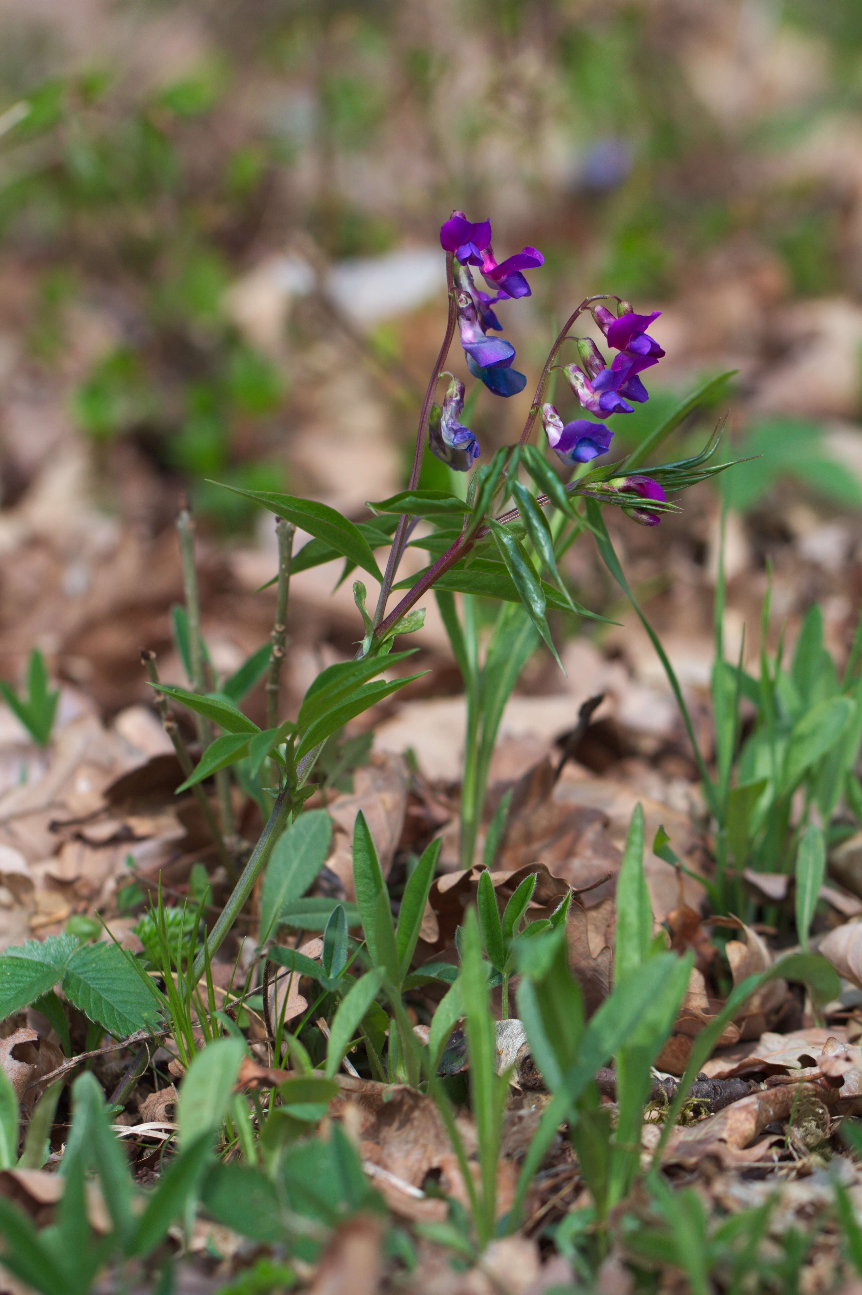 Image of spring pea