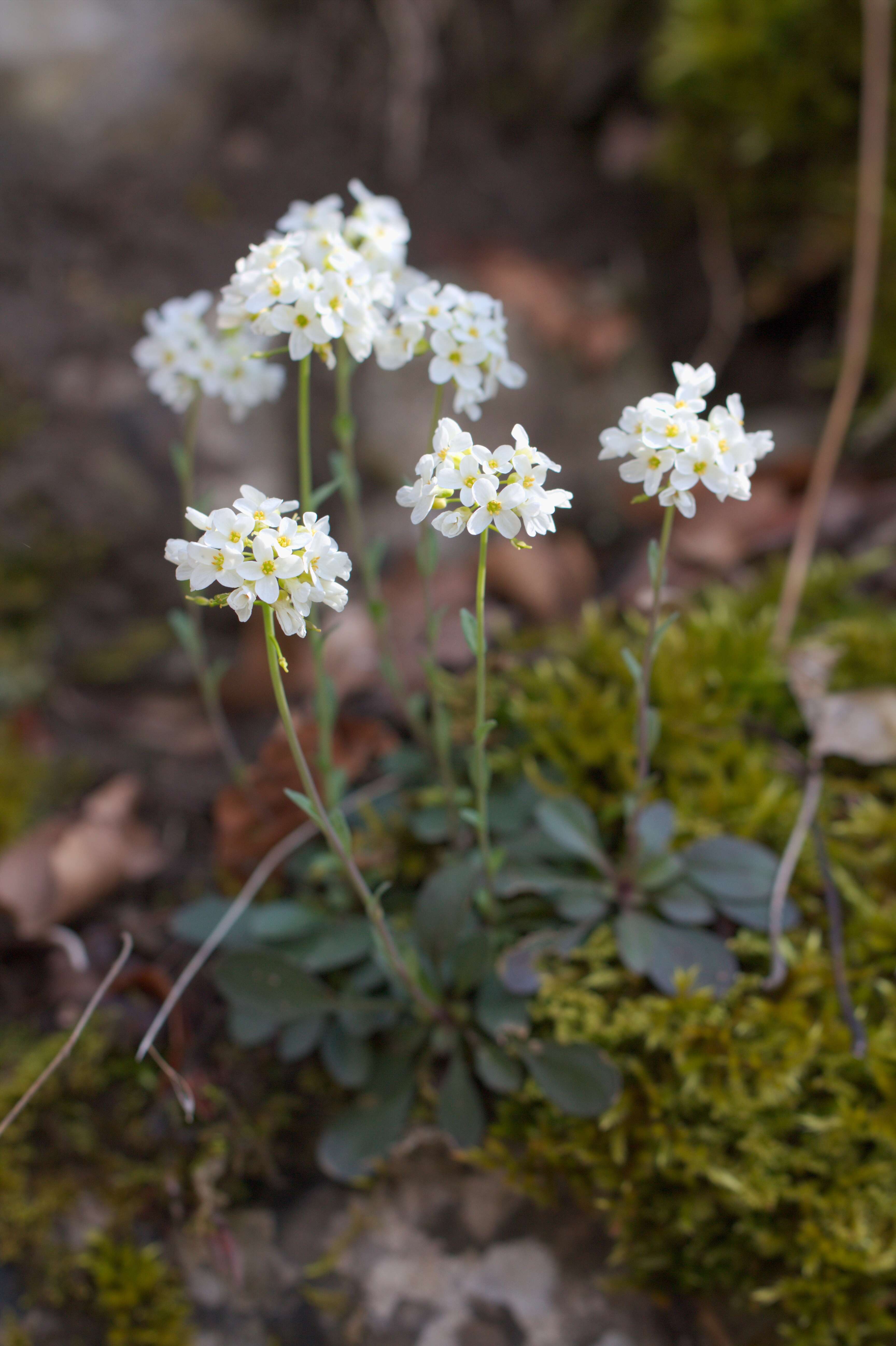 Imagem de Noccaea fendleri subsp. glauca (A. Nelson) Al-Shehbaz & M. Koch