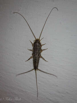 Image of Four-lined Silverfish