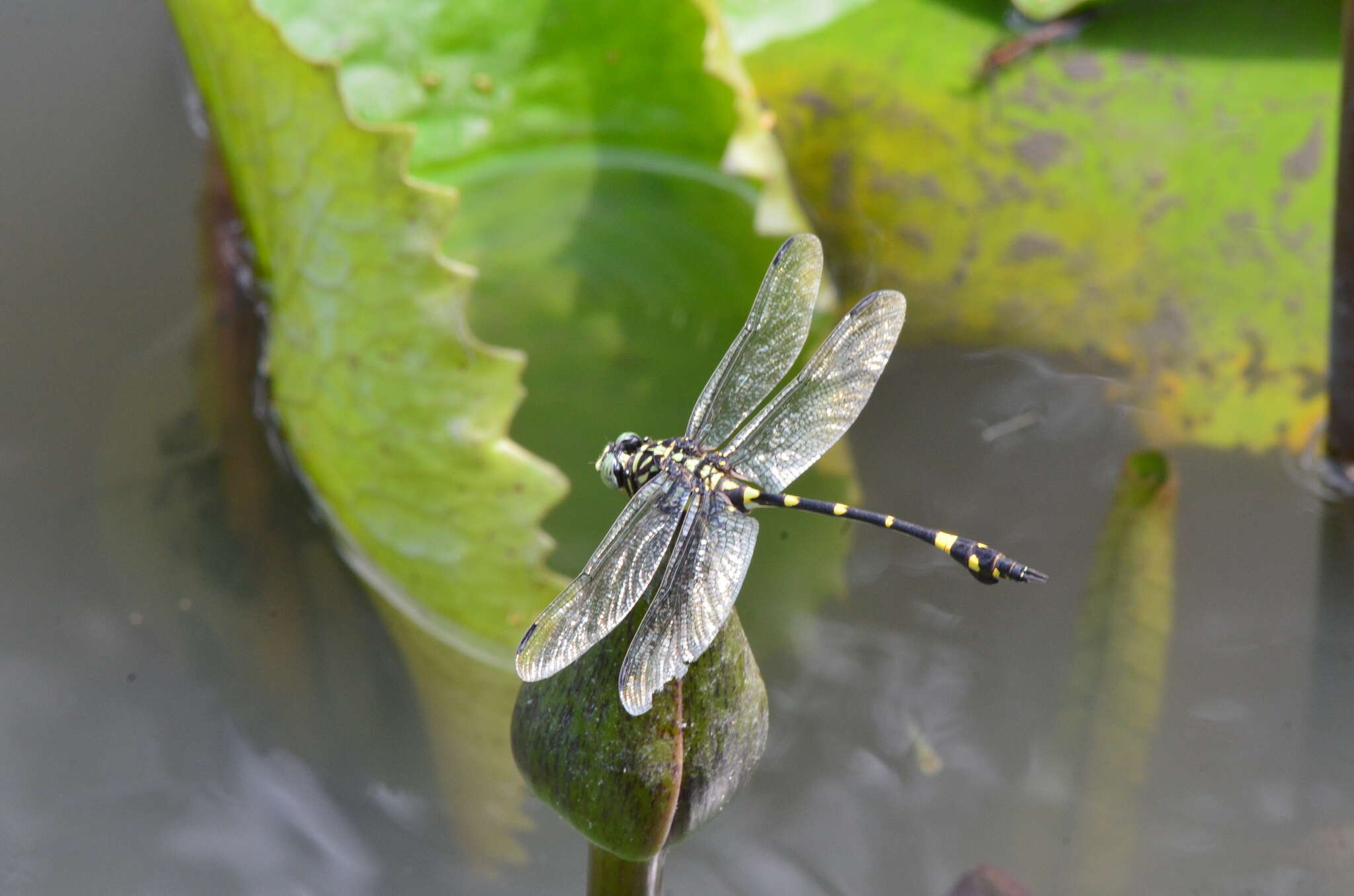 Imagem de Ictinogomphus rapax (Rambur 1842)