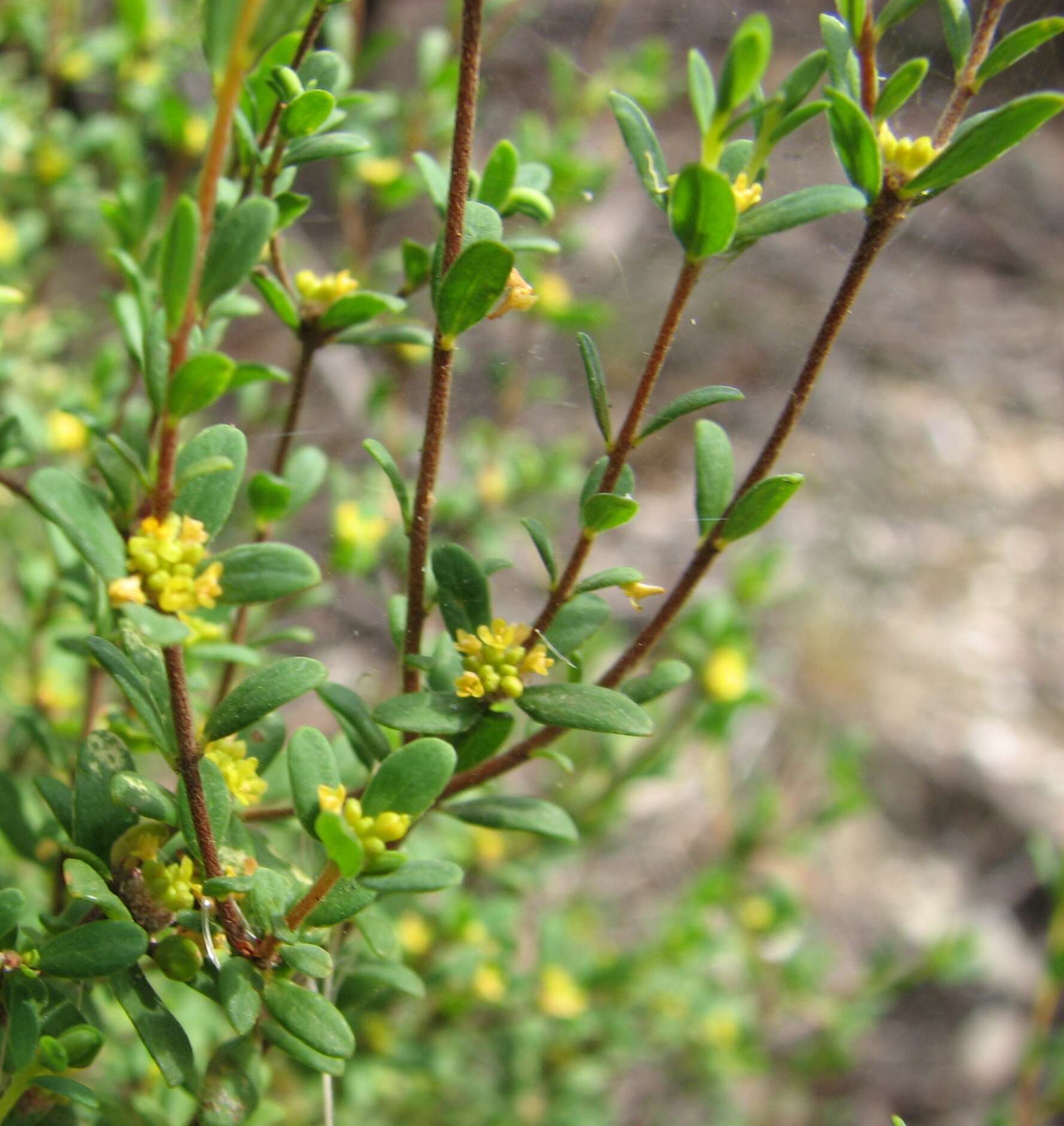 Image of Pimelea hewardiana Meissn.