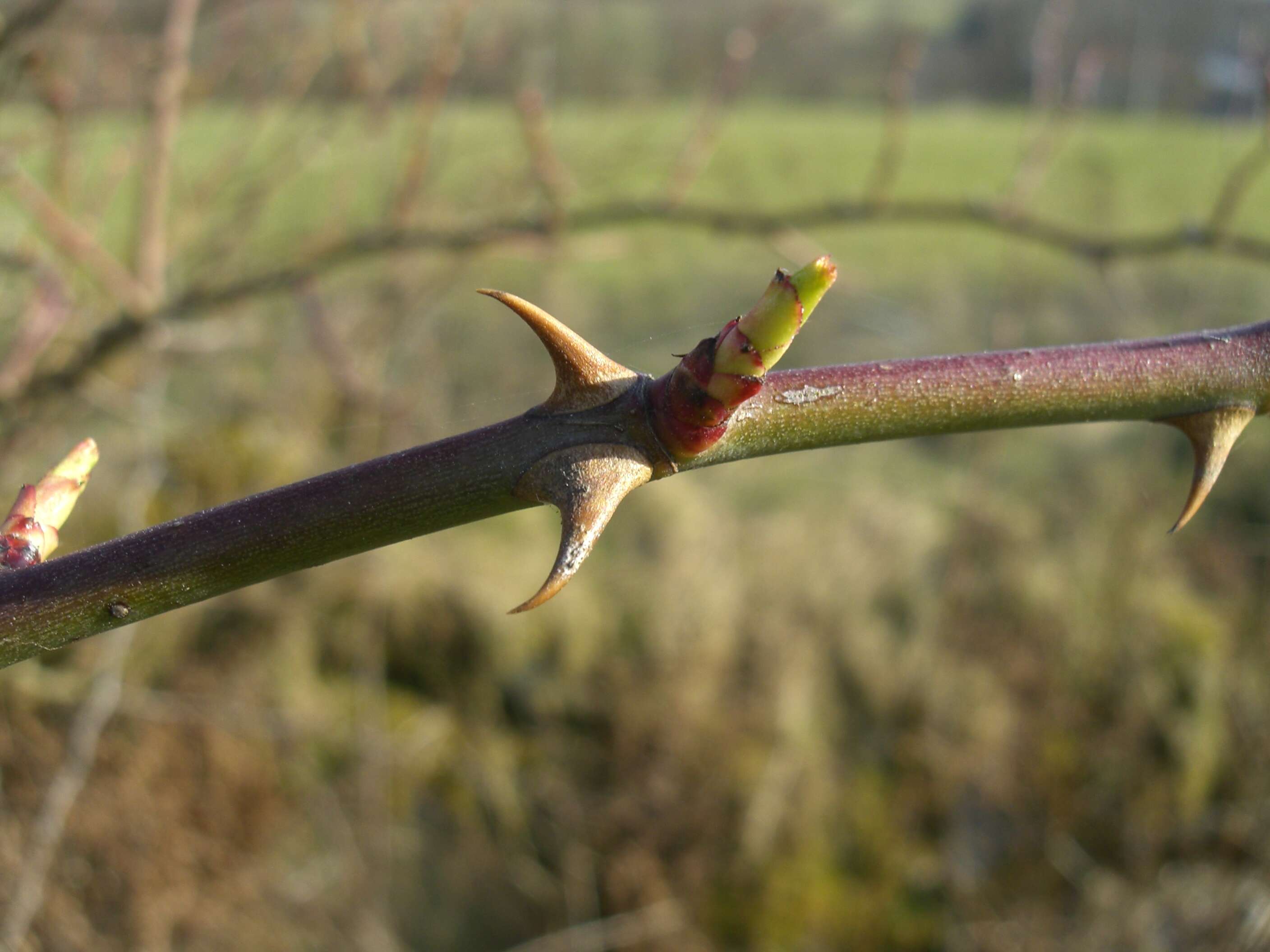 Image of dog rose