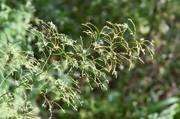 صورة Valeriana sorbifolia Kunth