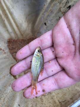 Image of Spotted barb