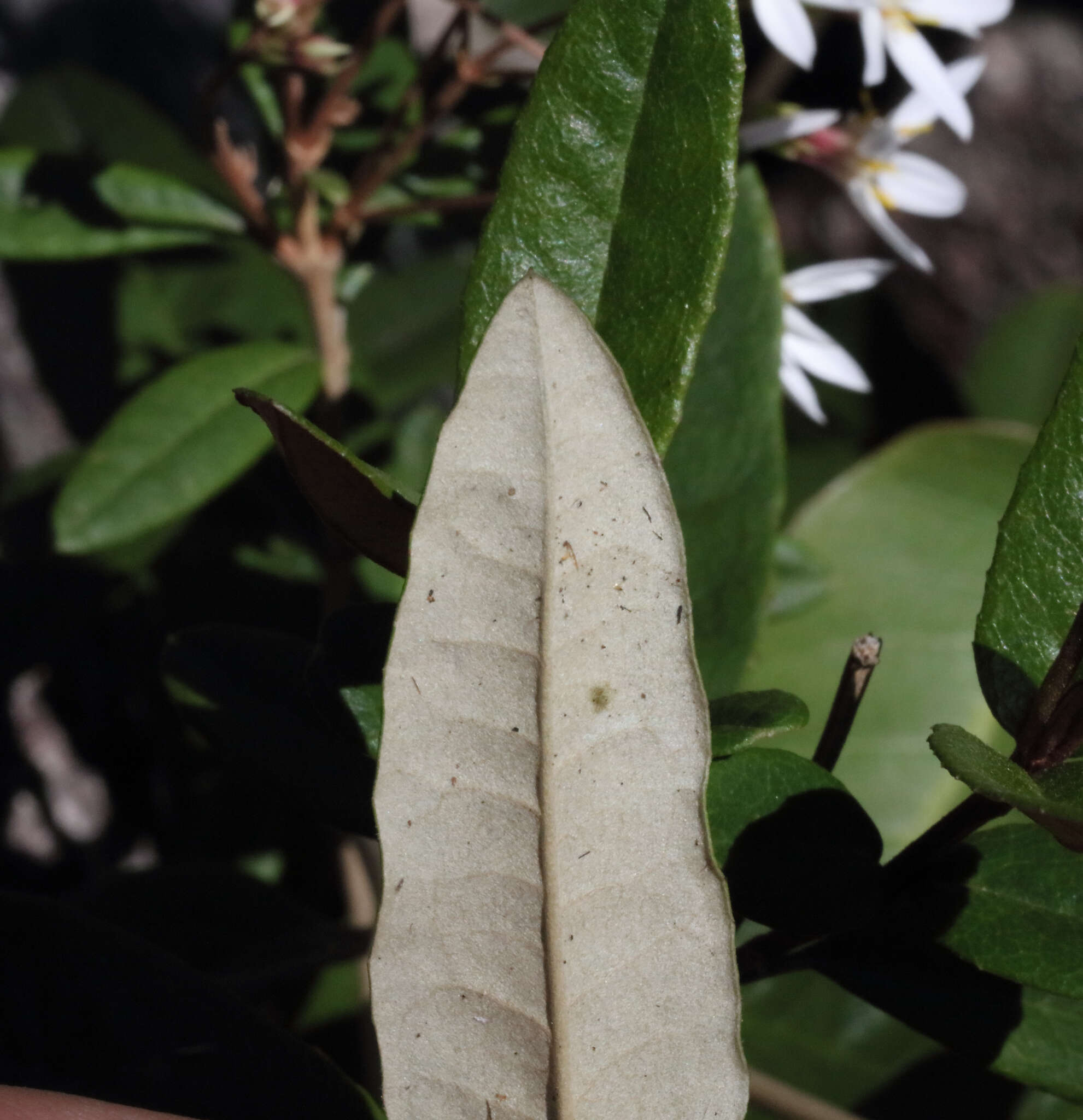 Image of Olearia oppositifolia (F. Müll.) N. S. Lander