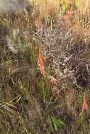 Imagem de Watsonia aletroides (Burm. fil.) Ker Gawl.