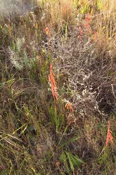 Image of Watsonia aletroides (Burm. fil.) Ker Gawl.