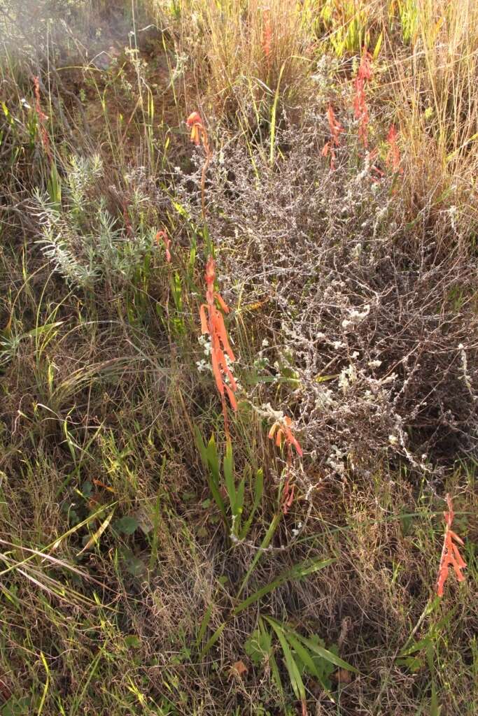 Слика од Watsonia aletroides (Burm. fil.) Ker Gawl.