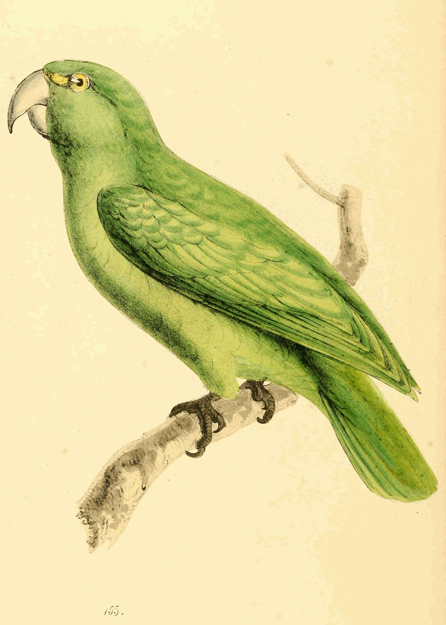 Image of Graydidascalus Bonaparte 1854