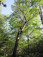 Image of Gray birch