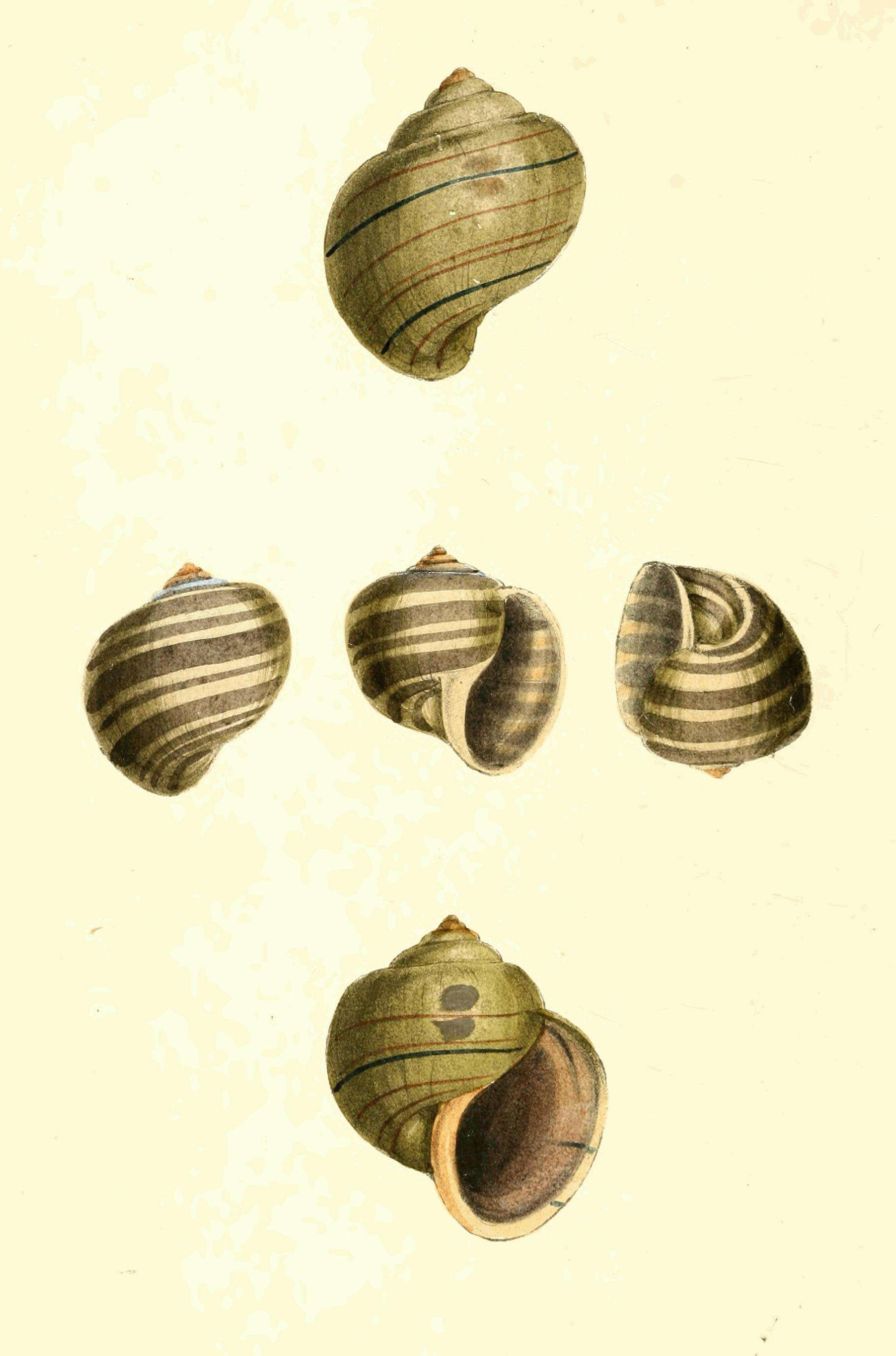 Image of Pomacea glauca (Linnaeus 1758)