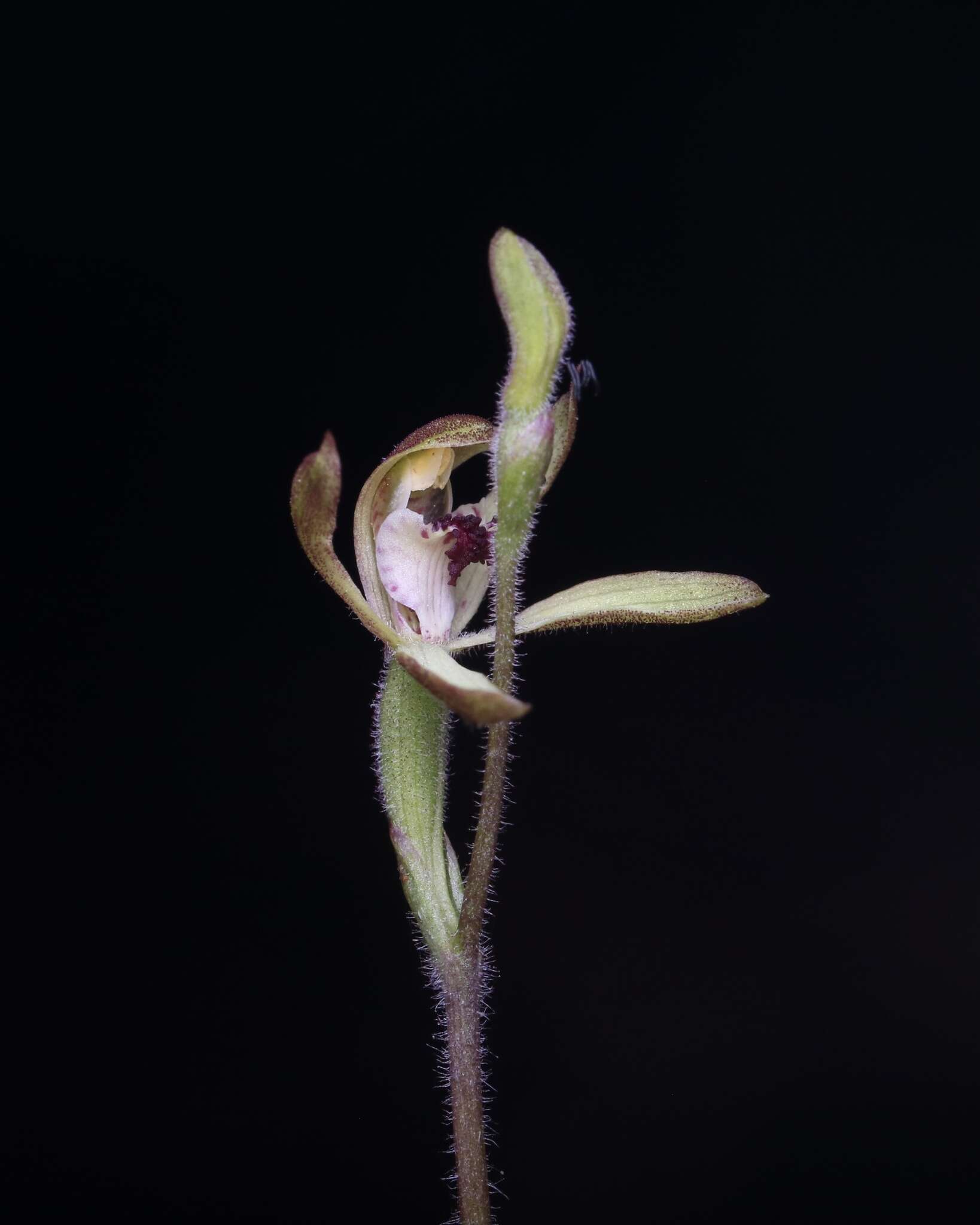 Plancia ëd Caladenia transitoria D. L. Jones