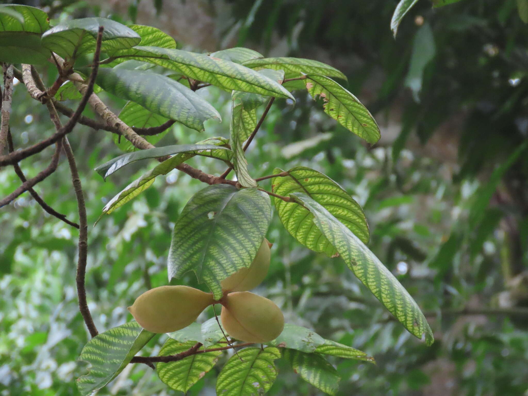 Imagem de Sterculia cordata Bl.