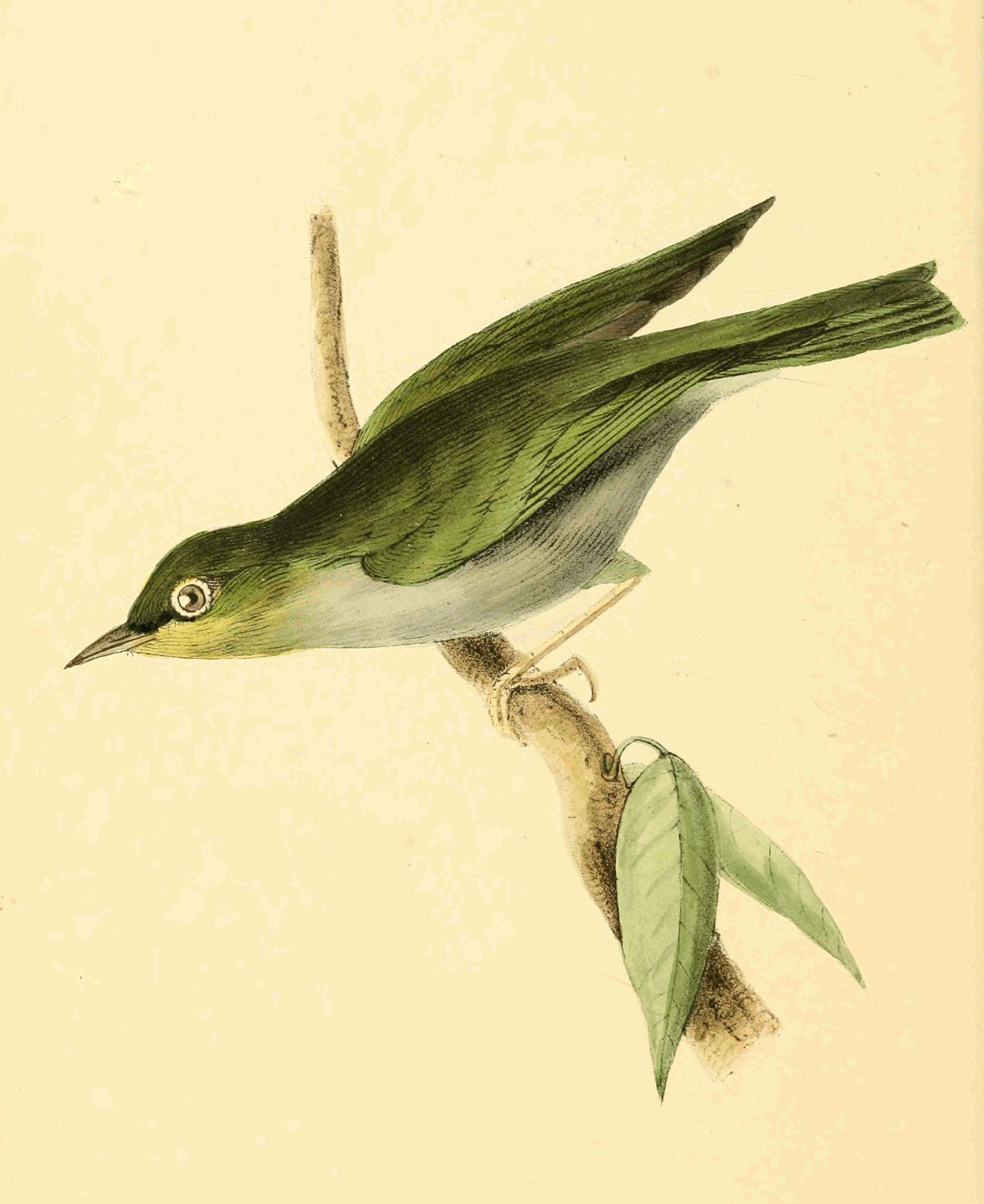 Image of Madagascar White-eye