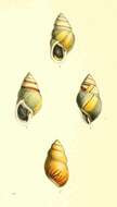 Image of Amphidromus perversus (Linnaeus 1758)