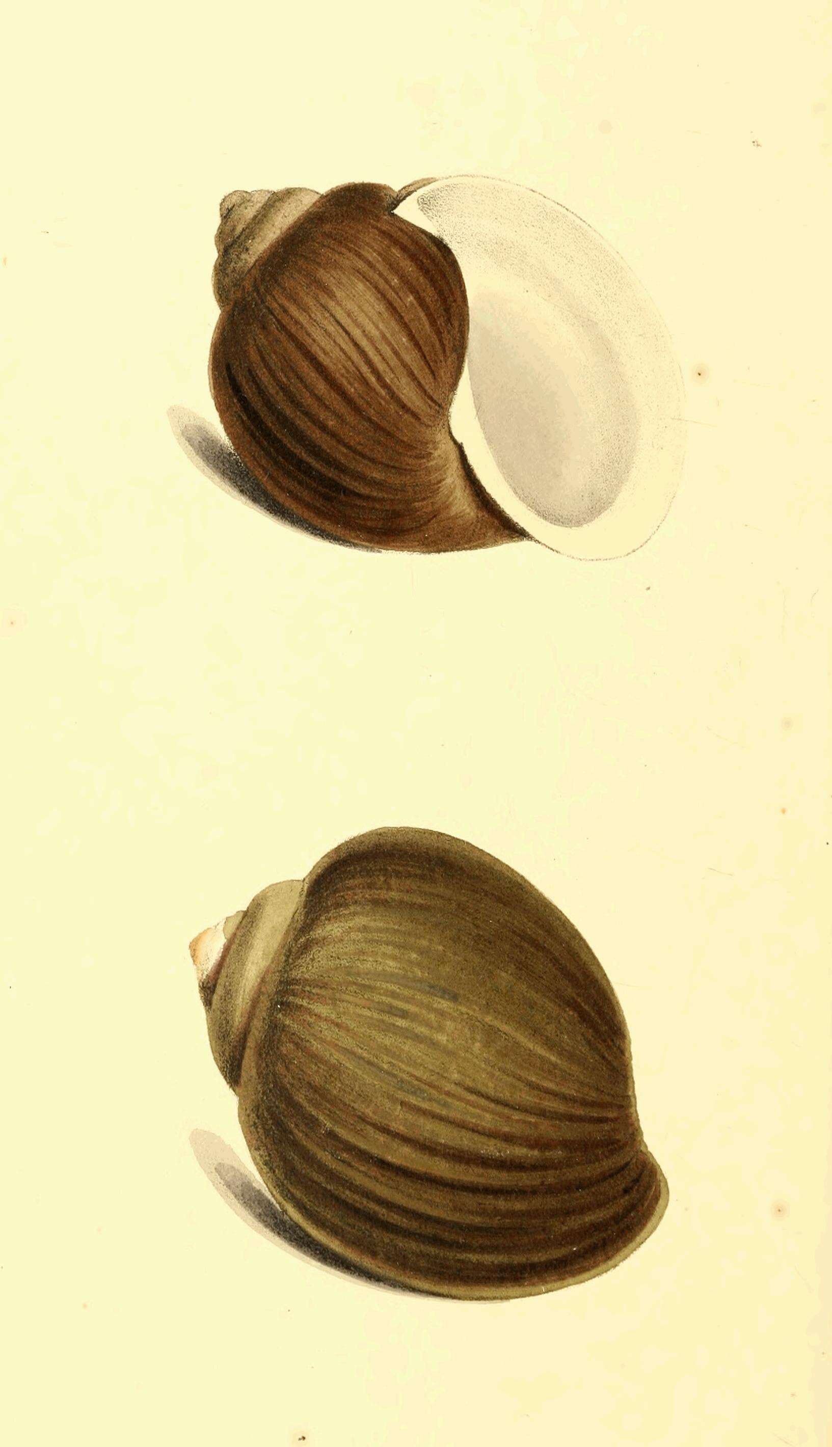 Image of Pomacea urceus (O. F. Müller 1774)