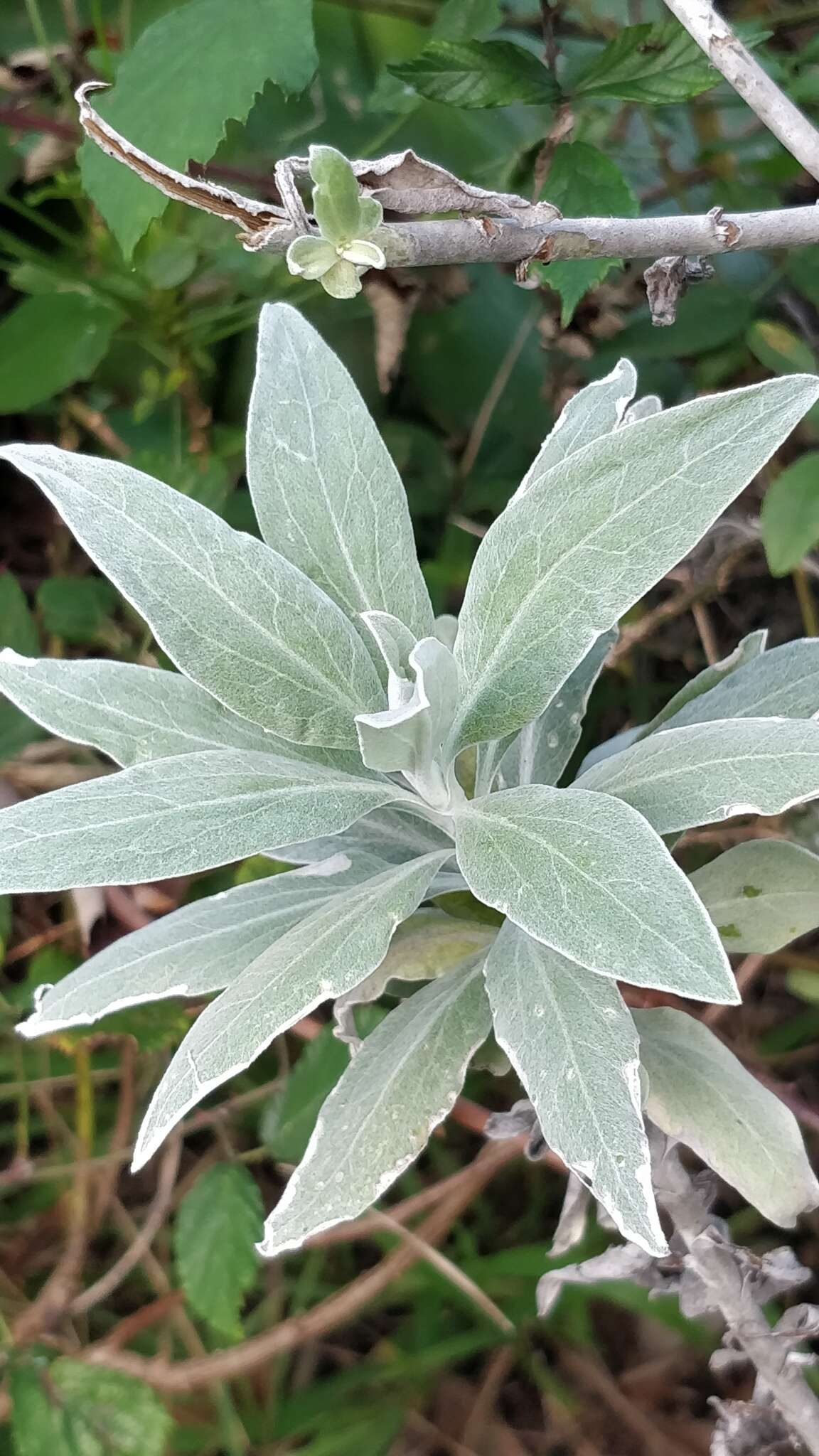 Imagem de Helichrysum melaleucum Rchb.