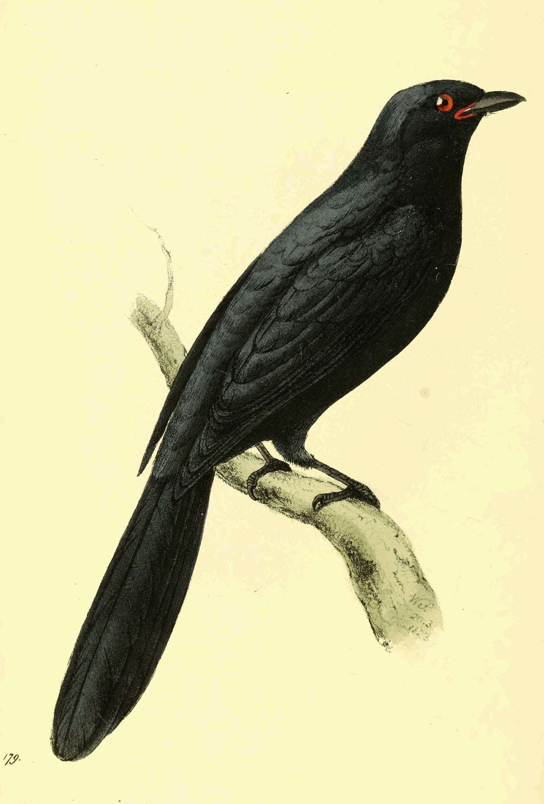 Image of Black Cuckoo-shrike