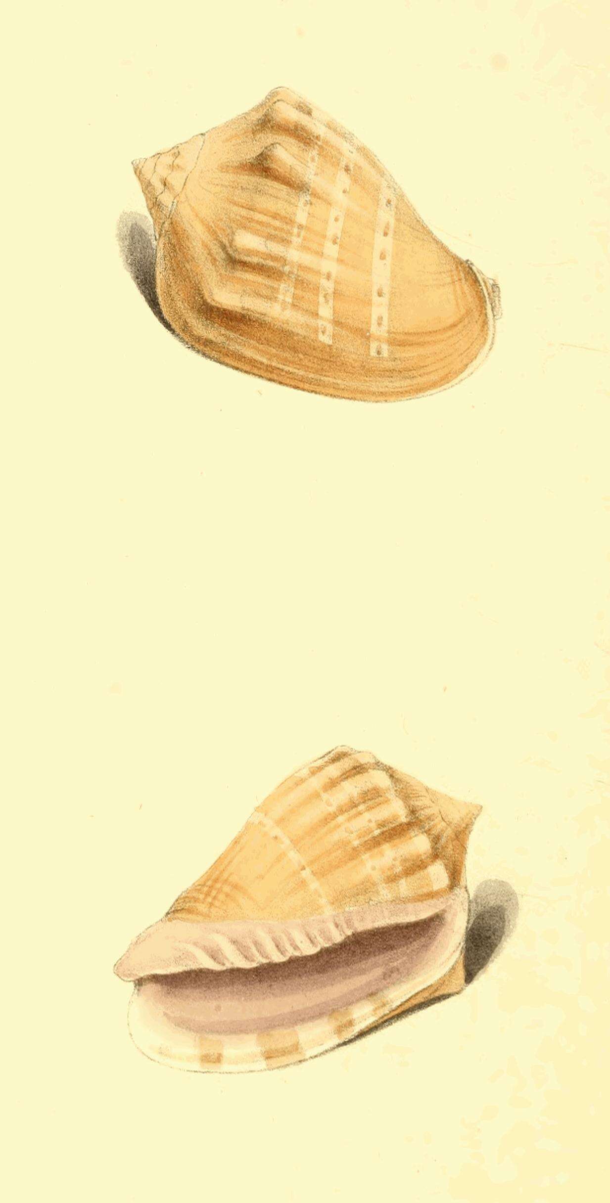 Image of Voluta virescens Lightfoot 1786