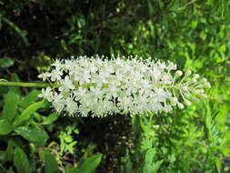 Image of amianthium