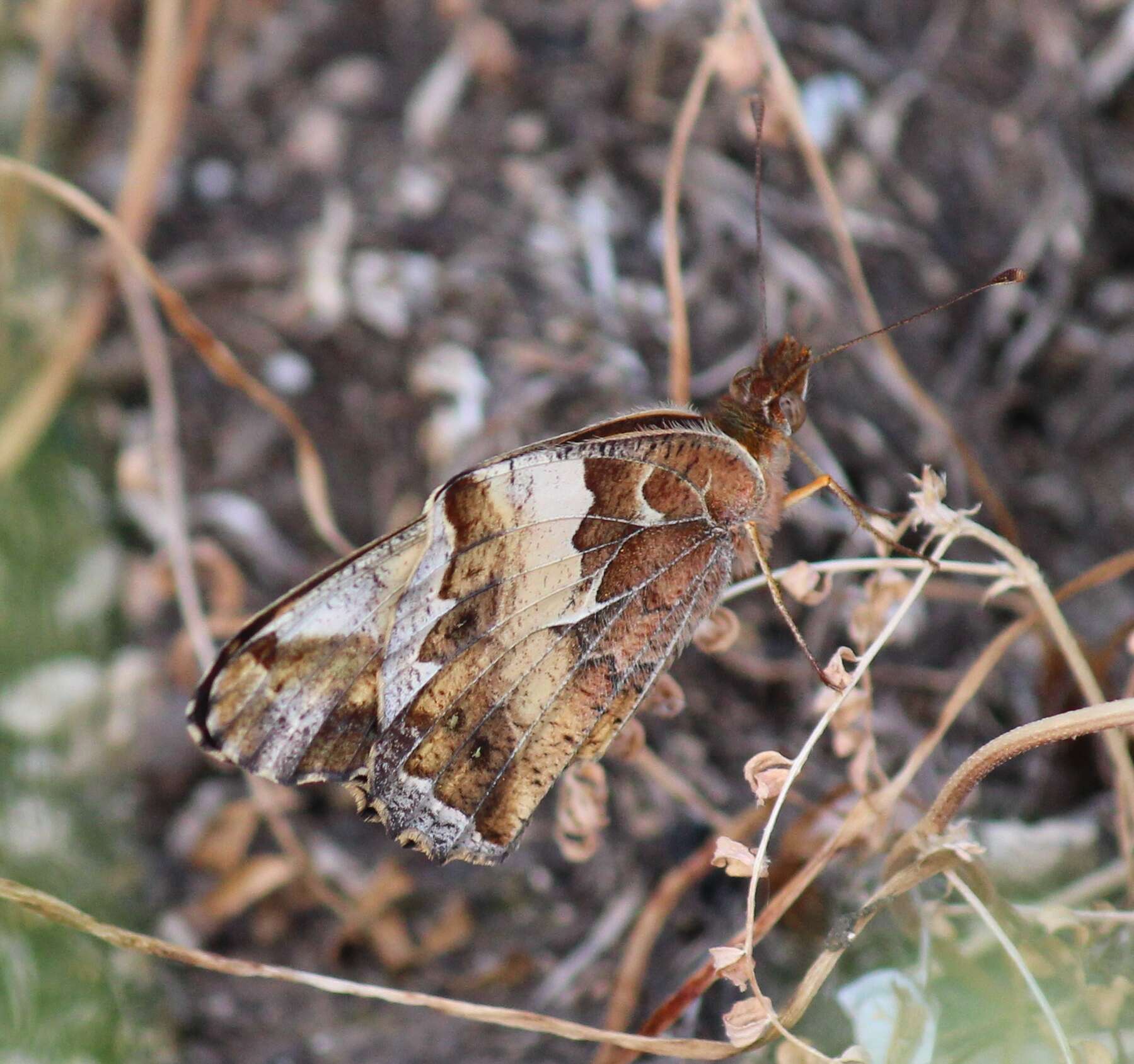 Image of Variegated Fritillary