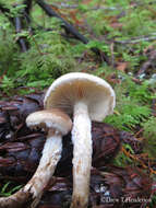 Image of Pholiota decorata (Murrill) A. H. Sm. & Hesler 1968