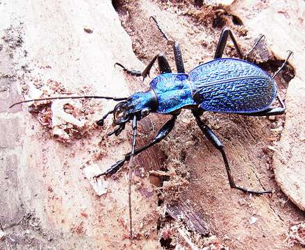 Image of Blue Ground Beetle