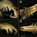 Image of Sinocorophium hangangense Kim 2012