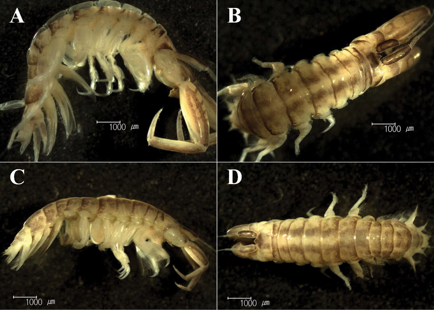 Image of Sinocorophium hangangense Kim 2012