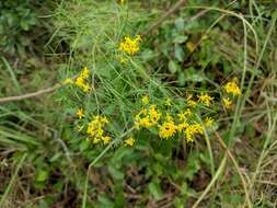 Image of Slender Goldentop