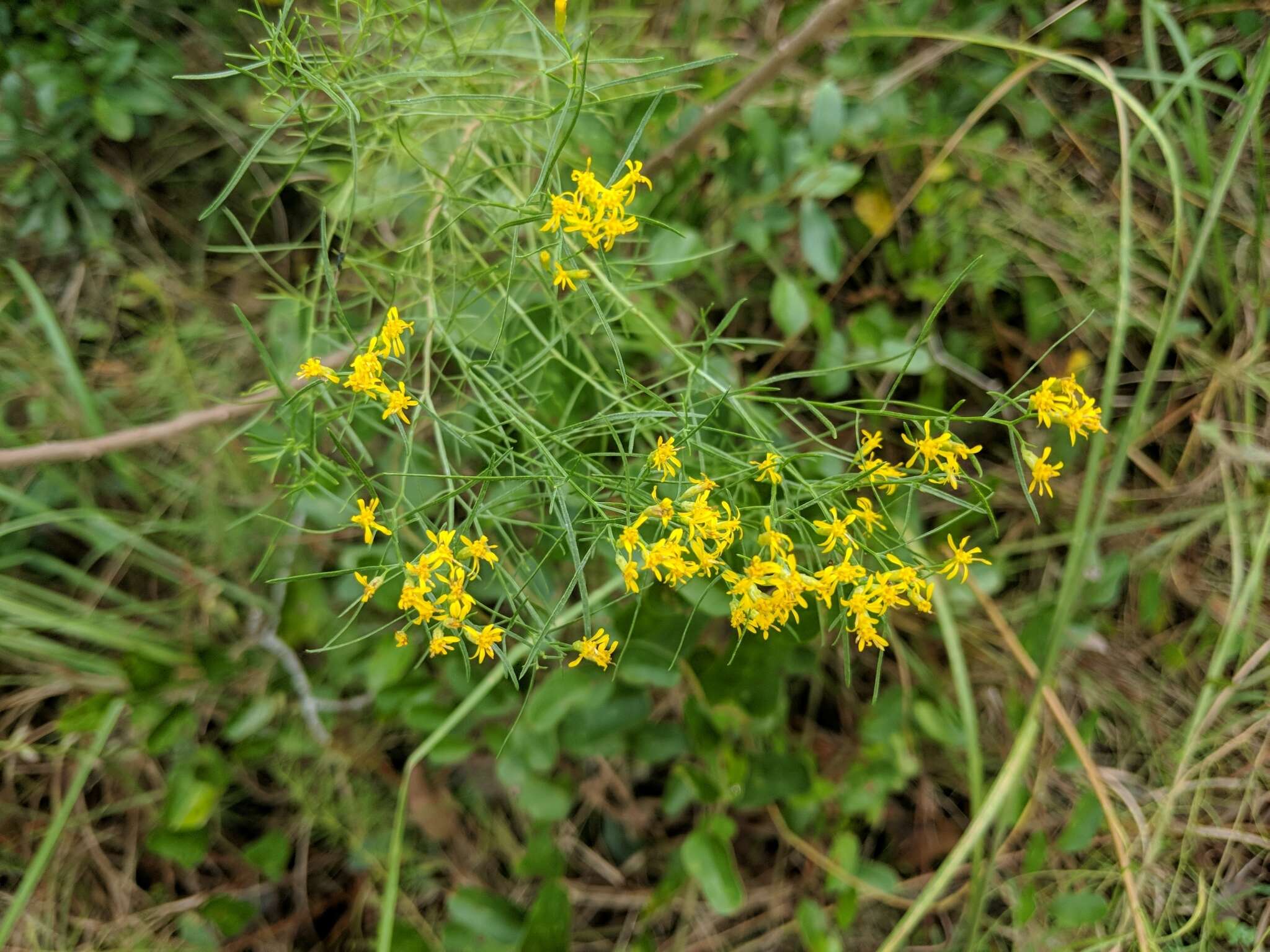 Image of Slender Goldentop