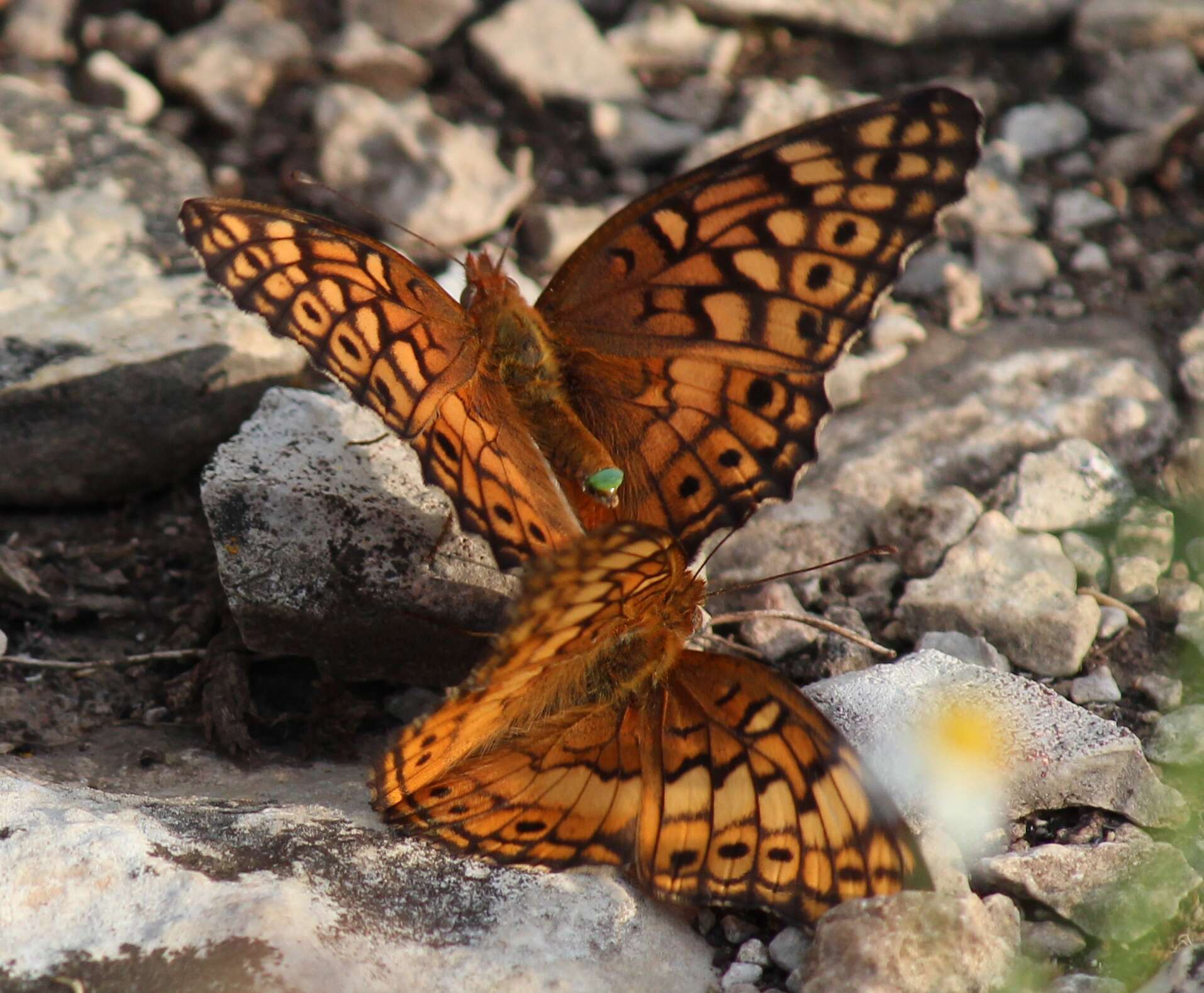 Image of Variegated Fritillary