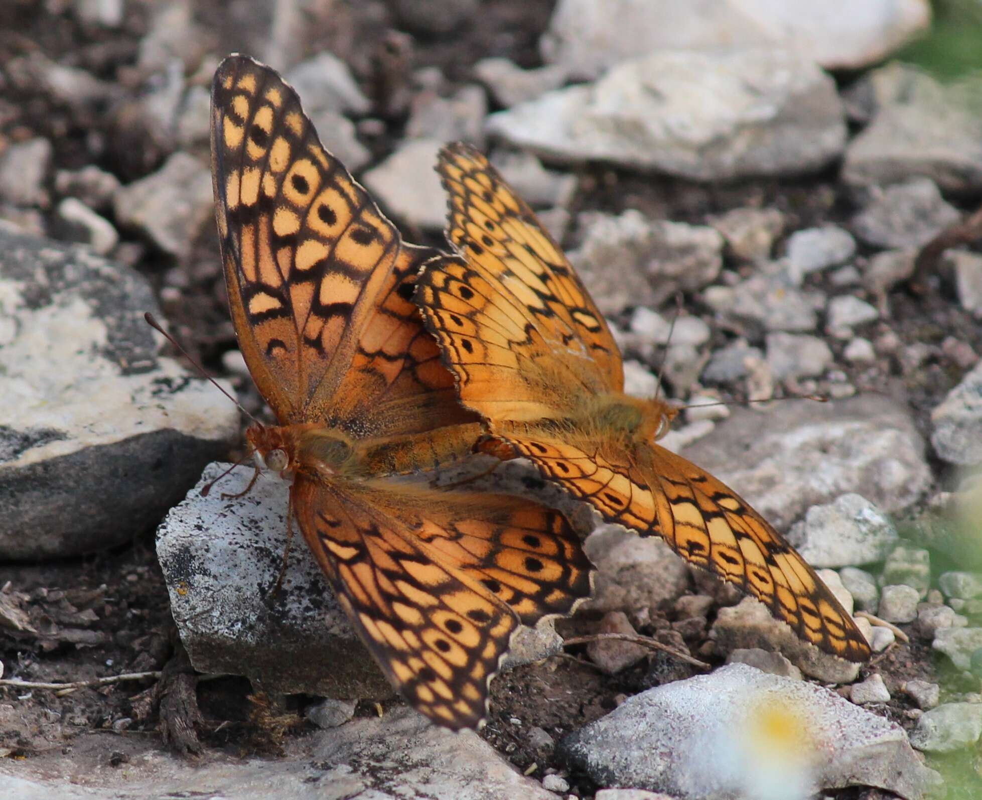 Image of Variegated Fritillary