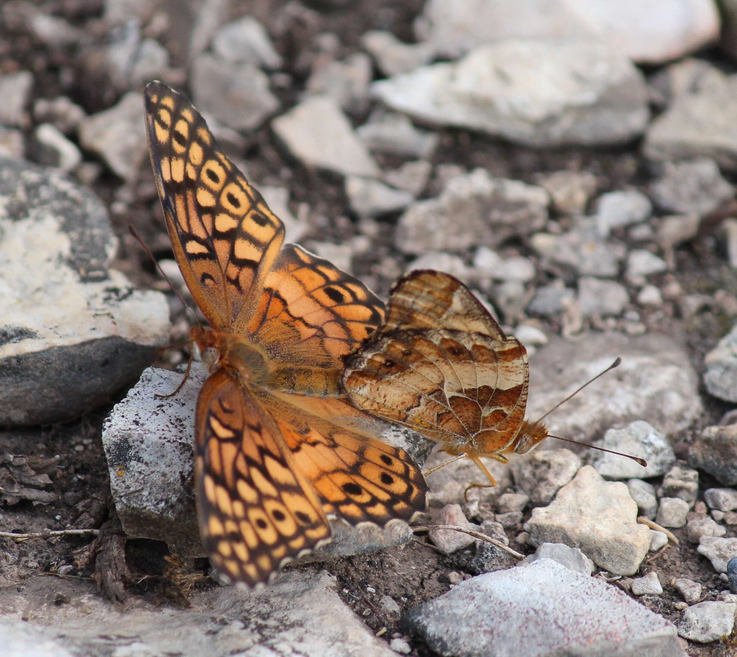 Image of Variegated Fritillary