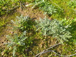 Image of Pelargonium auritum (L.) Willd.