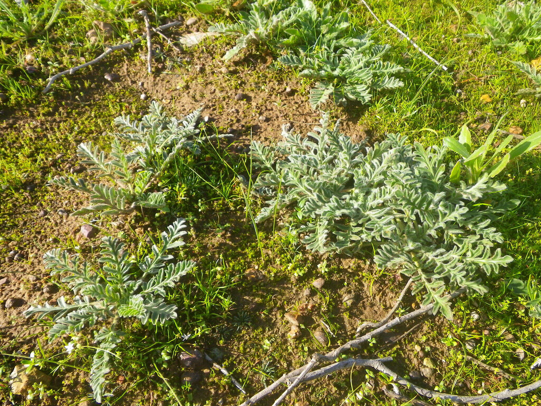 Image of Pelargonium auritum (L.) Willd.