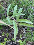 Image of <i>Ceropegia <i>crassifolia</i></i> Schltr. var. crassifolia