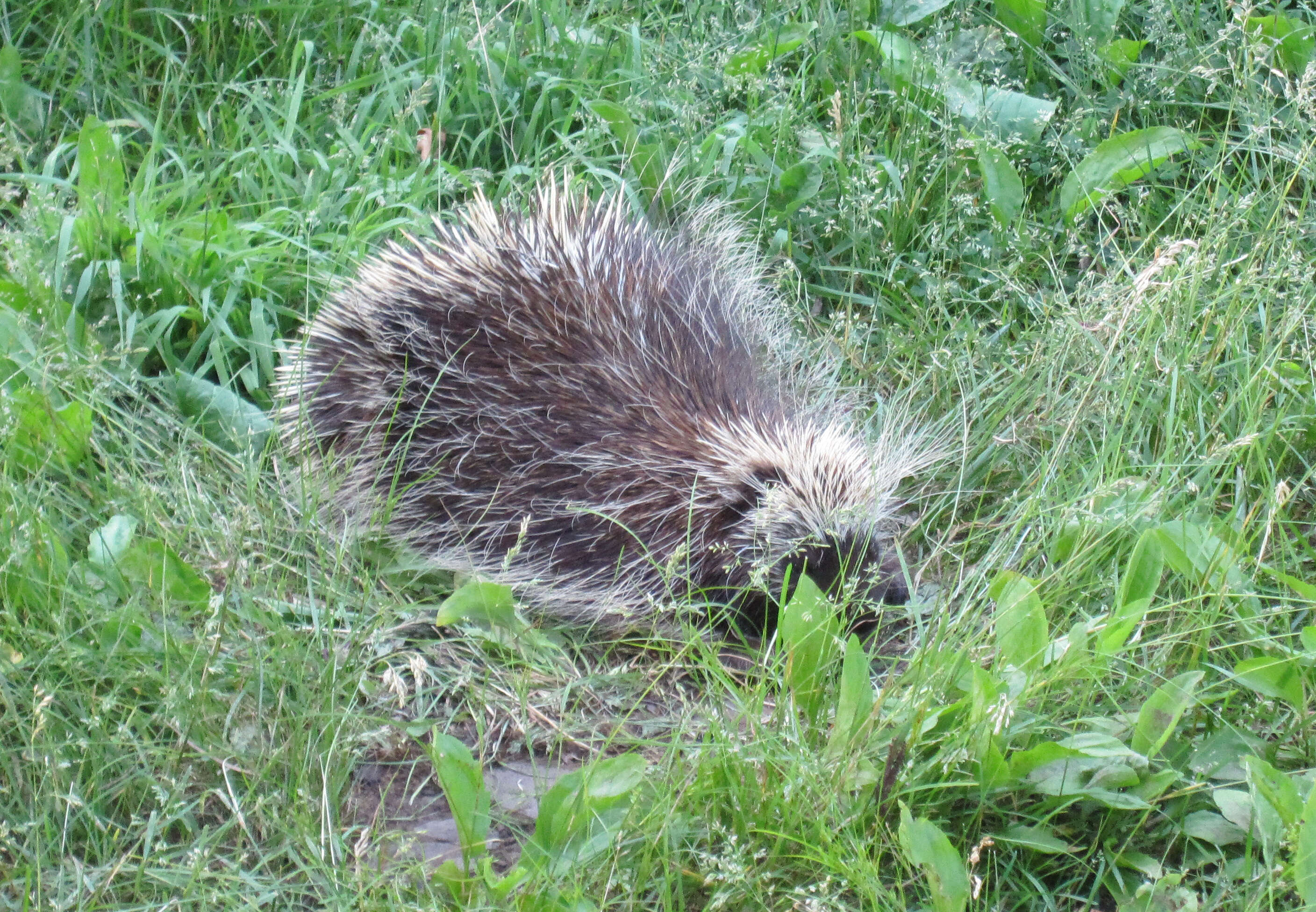 Image of Erethizon dorsata