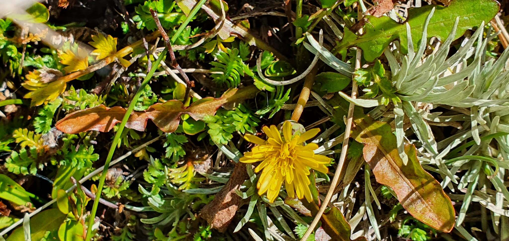 Слика од Taraxacum zealandicum Dahlst.