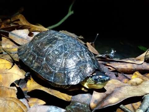 Image of Spot-legged turtle