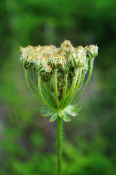 صورة Silphiodaucus hispidus